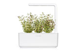 Thyme Plant Pods 3-pack