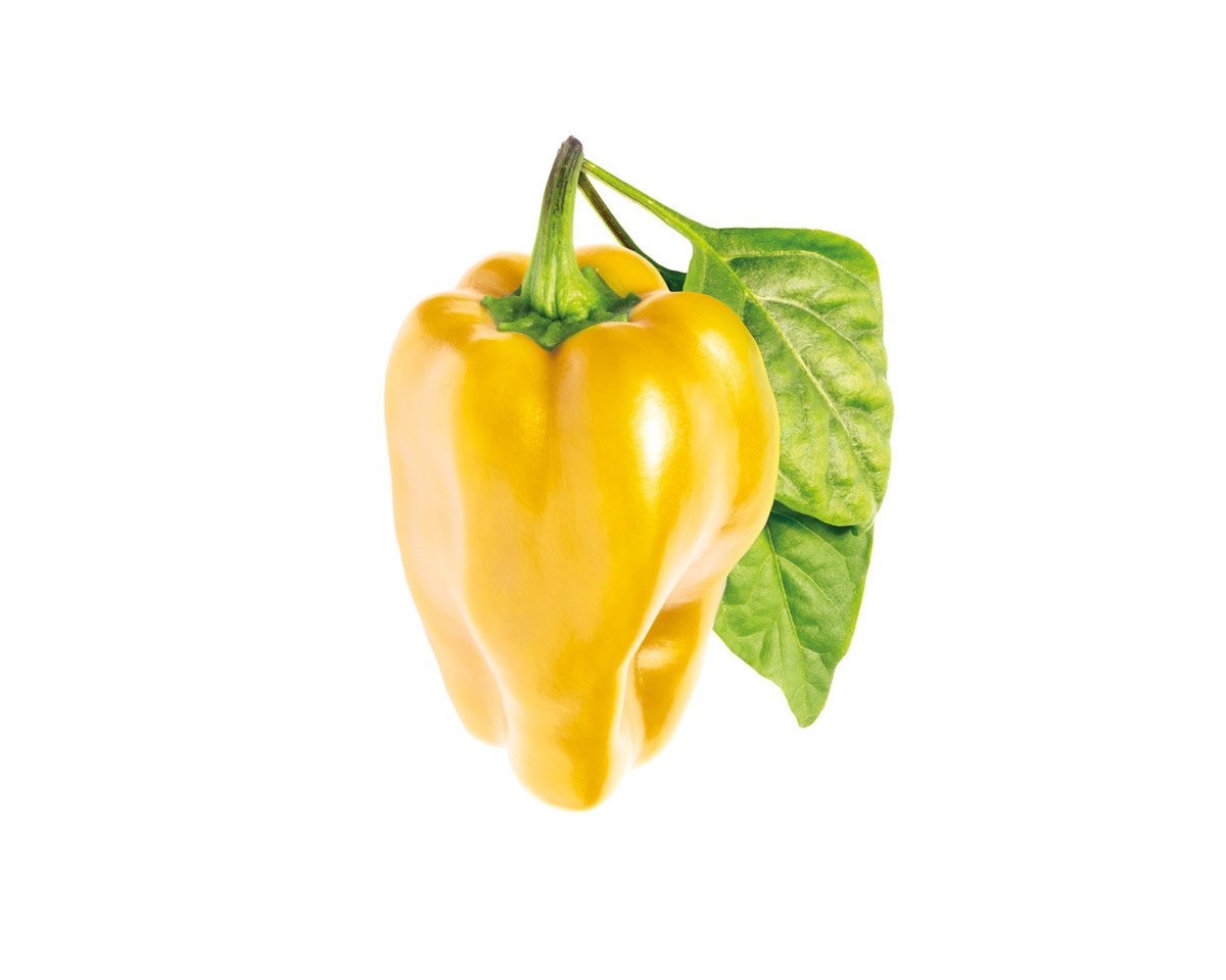 Yellow Sweet Pepper Plant Pods / Yellow Sweet Pepper Plant Pods